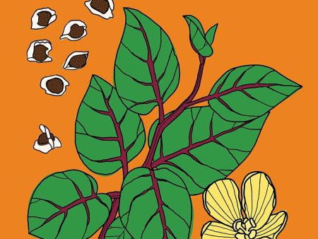 Edible: 70 Sustainable Plants That Are Changing How We Eat (Kevin Hobbs, Artur Cisar-Erlach) Cheap