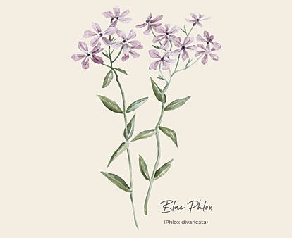 CIN4071 - Blue Phlox - 12x16 Online