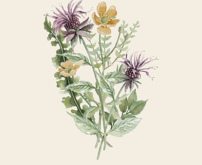 CIN4077 - Botanical Mix III - 12x16 Online now